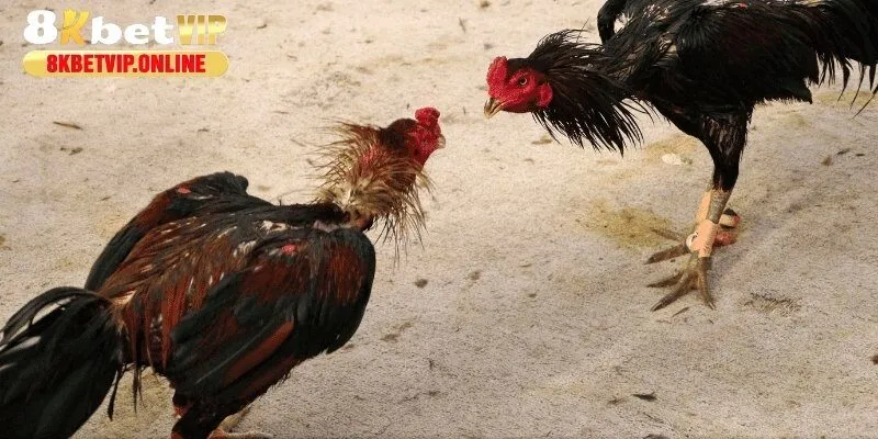 Những điều thú vị về hình thức chọi gà cựa sắt mới nhất