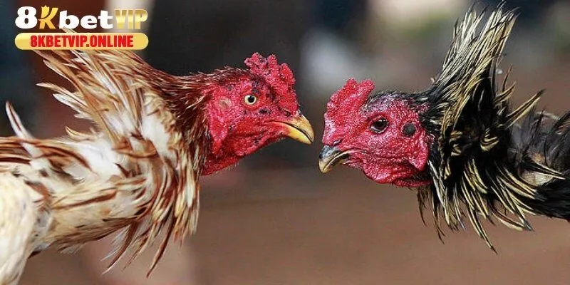 Top những loại kèo đáng để thử nhất trong chọi gà C1