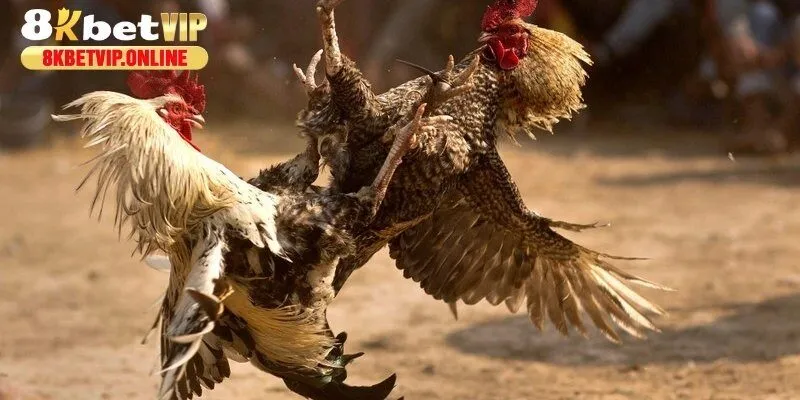 Những địa điểm uy tín có thể xem và đặt cược chọi gà đòn