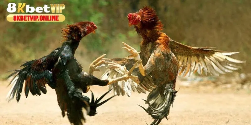 Gà đòn là giống gà sở hữu sức chiến đấu mạnh mẽ và những cú đá uy lực