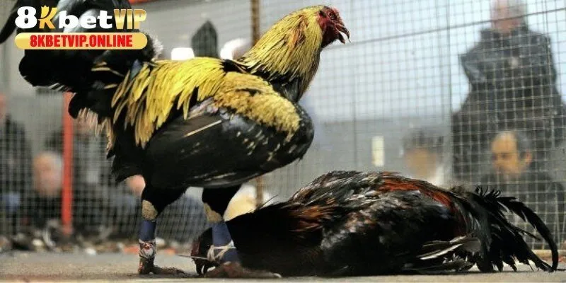 Top những giống gà được chọn để tham gia đấu cựa sắt