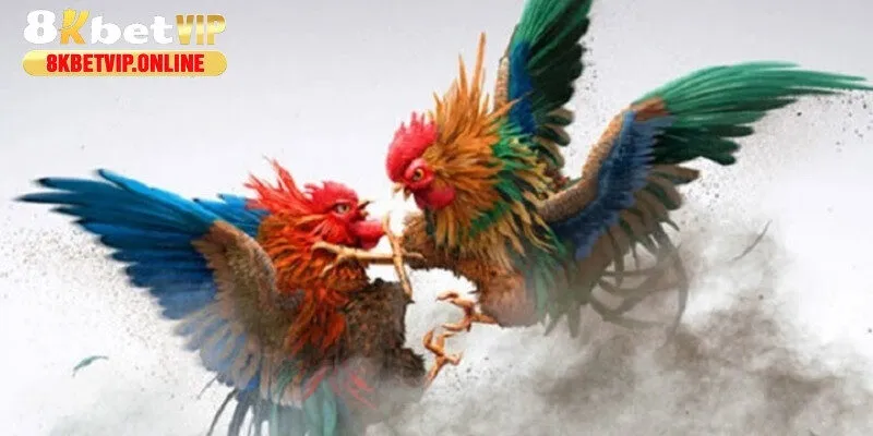 Chiến kê khi tham gia C1 phải đáp ứng hoàn hảo về thể trạng, cân nặng