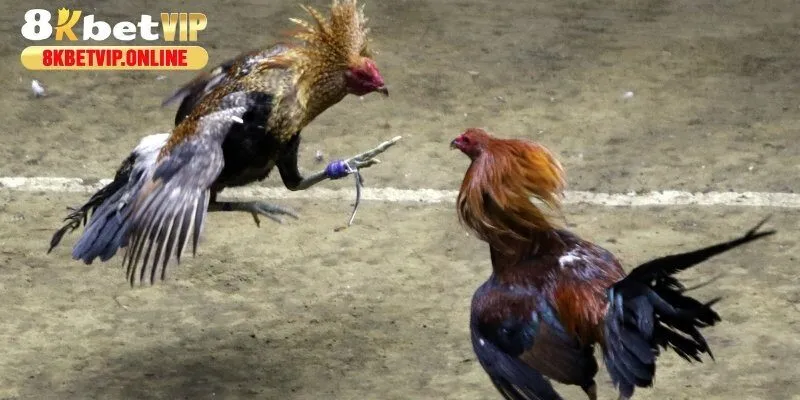 Khám phá đá gà trực tiếp C1