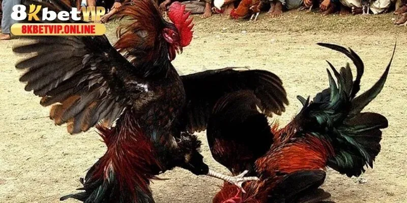 Những trường hợp xử lý thắng thua cơ bản trong chọi gà thomo